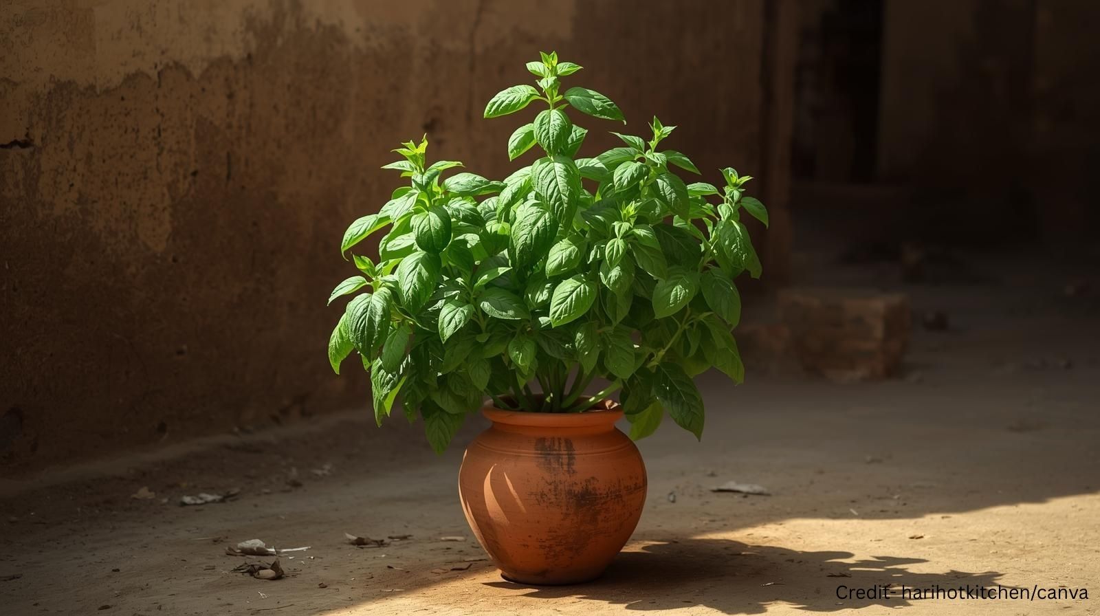 “मिट्टी के घर के आंगन में लगे भारतीय तुलसी पौधे की वास्तविक तस्वीर, जो परंपरा, स्वास्थ्य और पर्यावरण से जुड़ाव दिखाती है”